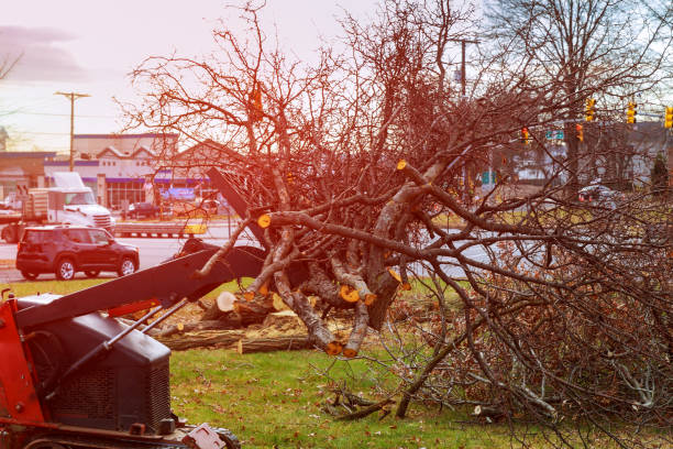 Best Tree Trimming and Pruning  in Smithfield, VA