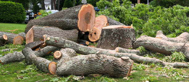 Trusted Smithfield, VA Tree Removal Services Experts