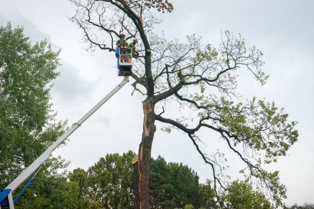 Best Firewood Processing and Delivery  in Smithfield, VA