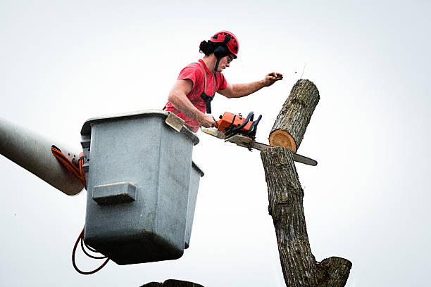 Best Tree Planting  in Smithfield, VA